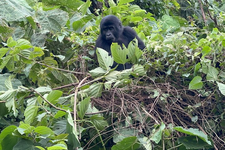 4 Days Bwindi Gorilla and Lake Byunyonyi