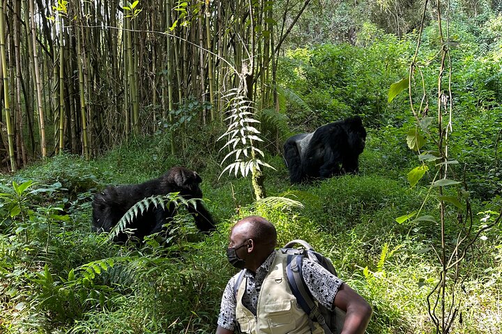 4 Days Rwanda safari