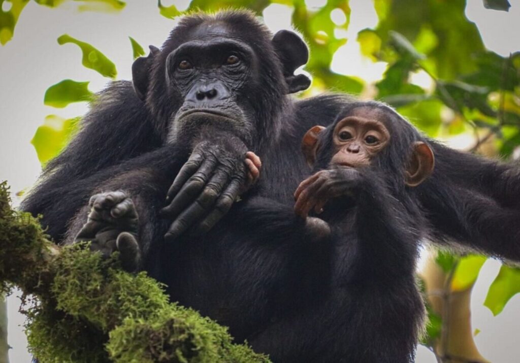 5 Days Uganda primates safari