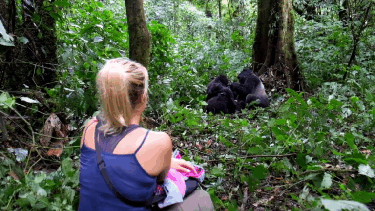 When is the best time to see gorillas