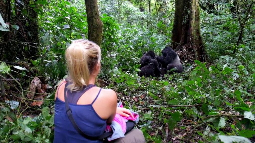 When is the best time to see gorillas