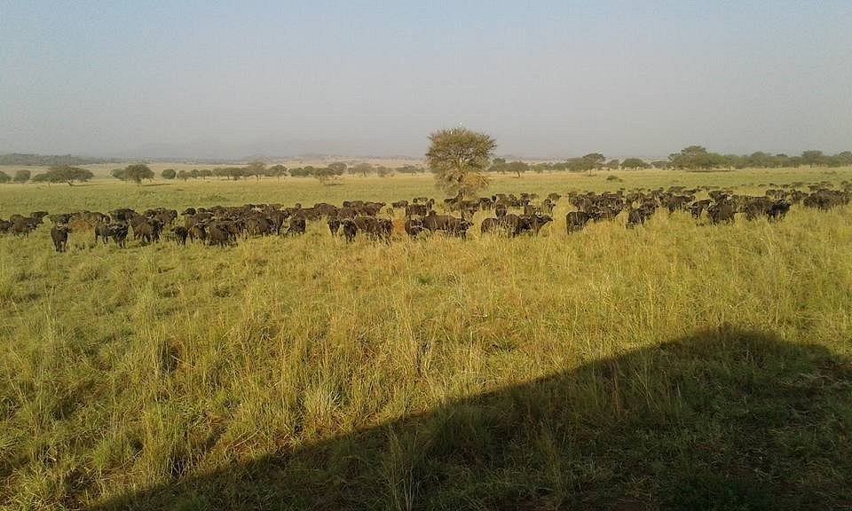 morning game viewing