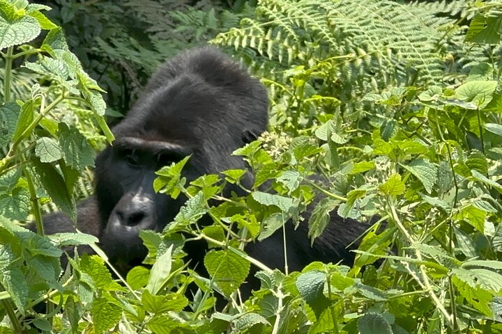 5 Days Rwanda Primates Safari