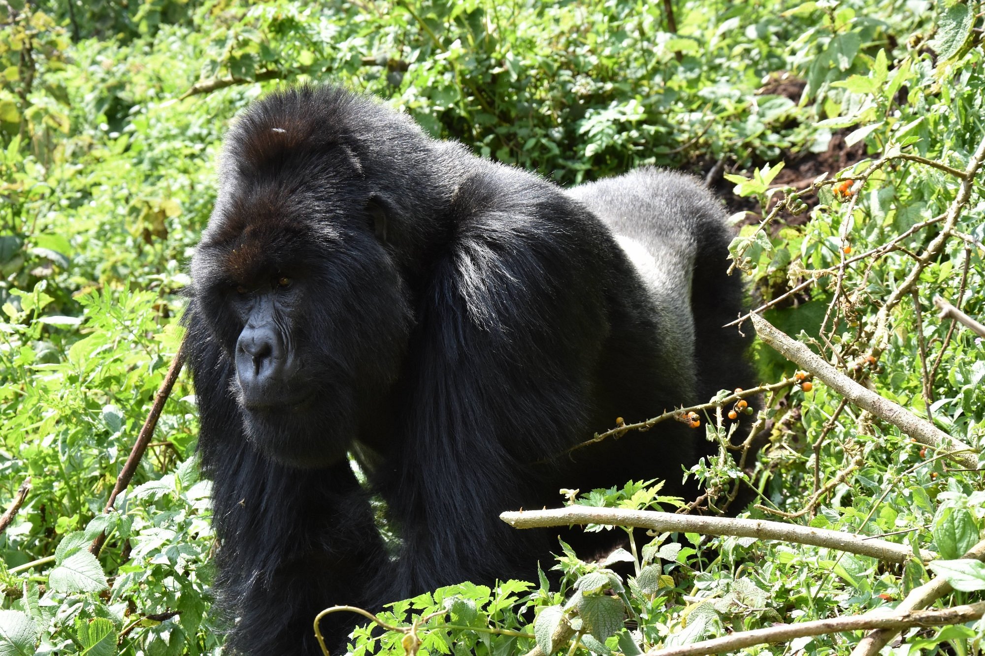 Guide to gorilla trekking